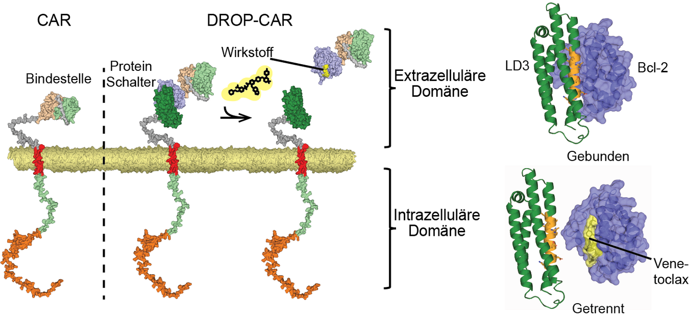 UKR, Uniklinikum Regensburg, Universitätsklinikum Regensburg, Regensburg, Leibniz Institut für Immuntherapie (LIT), CAR-T-Zellen, Krebsmedizin, Krebsforschung, DROP-CAR
