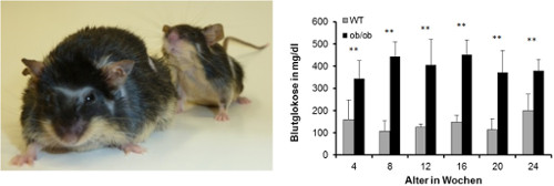 Abbildung 1 und 2: BTBRob/ob Mäuse zeichnen sich durch eine ausgeprägte Gewichtszunahme und Erhöhung des Blutzuckerspiegels aus.