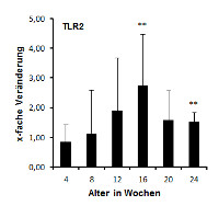 Abbildung 3: Beispiel für die Expression von TLR2 im Verlauf der diabetischen Nephropathie (im Vergleich zu Kontrollmäusen).